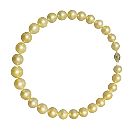 24623 Golden South Sea Pearl Strand Necklace featuring 29 Golden South Sea Pearls measuring 12.2 16.5mm with Yellow Gold Clasp, 18 inches long