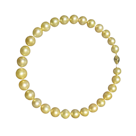 24623 Golden South Sea Pearl Strand Necklace featuring 29 Golden South Sea Pearls measuring 12.2 16.5mm with Yellow Gold Clasp, 18 inches long